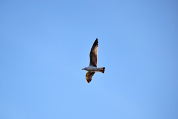 bird in flight