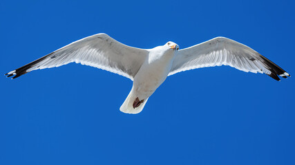 Möwe