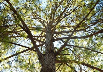 branches against sky
