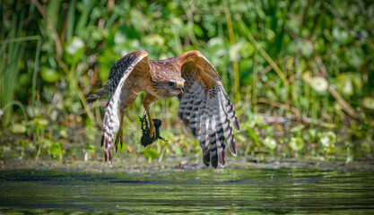 Red shouldered hawk (Buteo lineatus) flying with food it caught baby young common gallinule or moorhen (Gallinula galeata) over river in Florida, water droplets, wings down, water foliage background