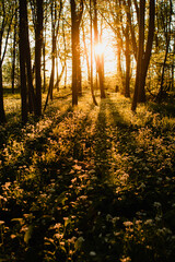 Beautiful panorama view of a forest with tree silhouettes and sunset warm light glow. White wild garlic flowers on the floor of a outdoor forest with colorful orange evening light glow 
