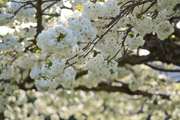 Beautiful closeup view of delicate spring white cherry (Prunus Shogetsu Oku Miyako) blossom flowering tree on university campus, Dublin, Ireland. Soft and selective focus