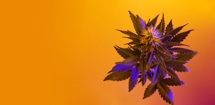 Cannabis horizontal banner with purple hemp plant in tropical, vibrant style. A new aesthetic look for agricultural hemp. Top view photo with marijuana flowering plant on orange and yellow background