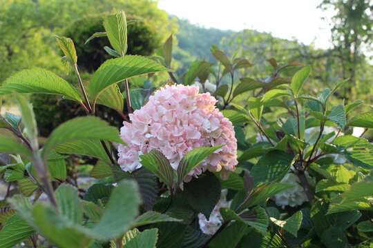 石山和明photos Images Assets Adobe Stock