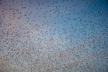 Birds in the sky