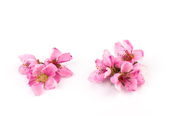 Naklejka premium Peach flowers, isolated on white background.