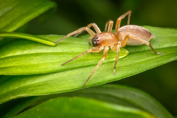 Sac Spider (Clubiona trivialis)