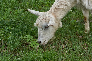 Obraz premium Spring. A goat grazes in a meadow on a warm May day.
