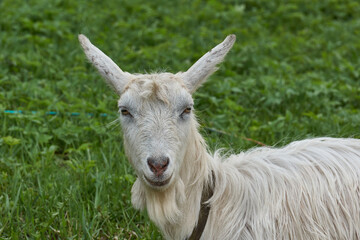 Spring. A goat grazes in a meadow on a warm May day.