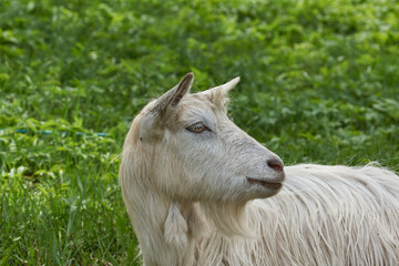 Spring. A goat grazes in a meadow on a warm May day.