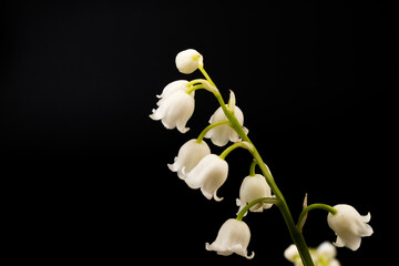 A large bouquet of forest lily of the valley against a dark background, place for text, bright color, high contrast.