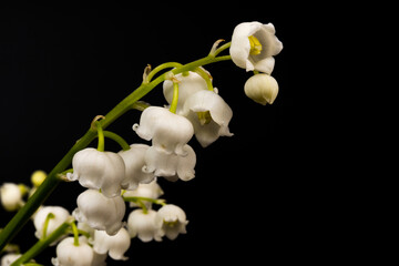 Fototapeta na wymiar A large bouquet of forest lily of the valley against a dark background, place for text, bright color, high contrast.