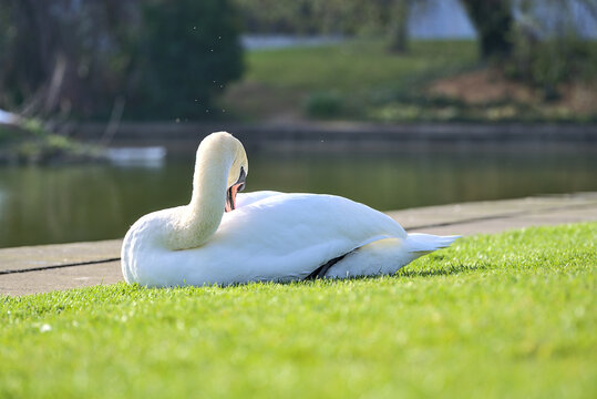 Beautiful low ground closeup view of big white swan (Cygnus) resting in sunshine on the lawn beside the lake on university campus, Dublin, Ireland. Soft and selective focus