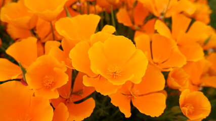 商用で使える花の写真