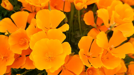 商用で使える花の写真