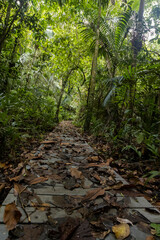 Footpath through a tropical Jungle