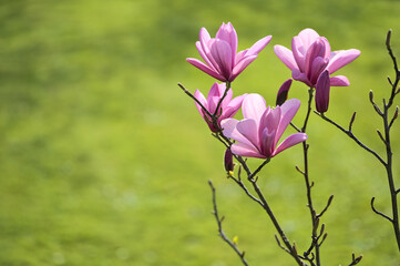 Beautiful closeup view of purple Chinese magnolia (Magnolia Liliiflora Nigra) tree blossoms blooming on university campus, Dublin, Ireland. Soft and selective focus. High resolution macro