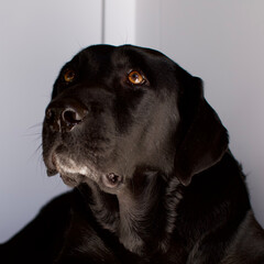 Portrait of a black labrador head with a deep and brilliant look