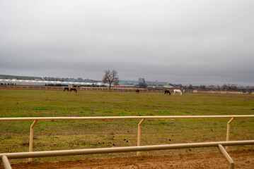 Levada paddock for walking and training horses. Manege, show jumping for horse training. Green and...