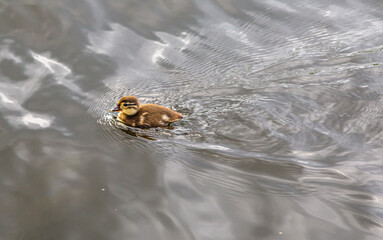 eine Küken (Mandarinente) schwimmt im Wasser
