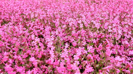 商用で使える芝桜の写真
