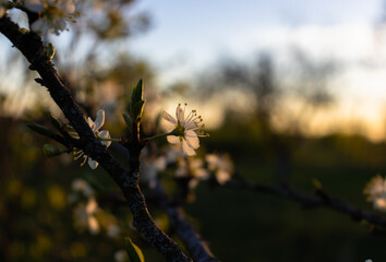 white flowers on a tree against the sunset sky