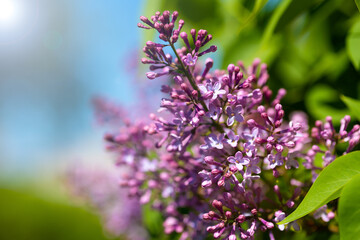 A branch of a beautiful spring lilac in a spring garden on a sunny day. Spring flowering lilac close-up