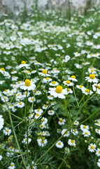 Daisy field, a garden full of daisies 
