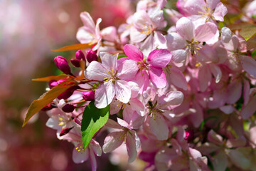 A branch of a beautiful spring cherry tree against the blue sky. Blooming sakura with pink flowers on a spring day