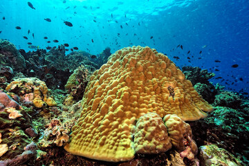 A picture of the coral reef