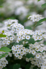Spiraea vanhouttei meadowsweet ornamental shrub in bloom, group of bright white flowering flowers on branches