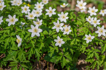 Anemonoides nemorosa wood anemone white flower in bloom, springtime flowering bunch of wild plants