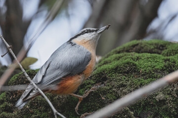 Kleiber wühlt im Moos