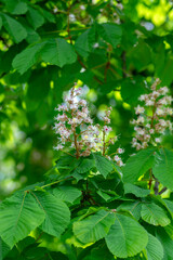Aesculus hippocastanum horse chestnut tree in bloom, group of white flowering flowers and leaves on branches