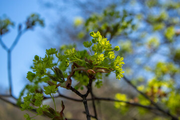 Acer platanoides Norway maple tree branches in bloom, springtime bright color green yellow flowering plant