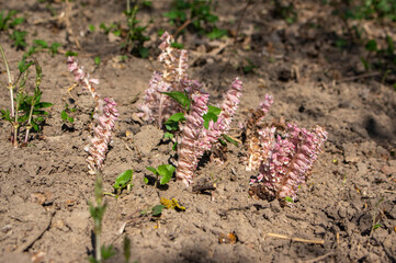 Lathraea squamaria parasitic flowers in bloom, amazing light pink white flowering plants