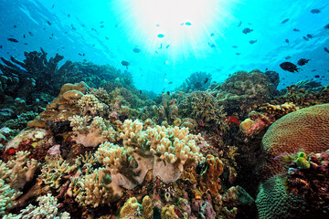 Obraz na płótnie Canvas A picture of the coral reef