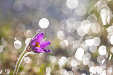 A purple flower with villi and yellow stamens set against a glittering round background. The first...
