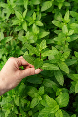 Fototapeta na wymiar Woman hand close up touching fresh organic mint in the garden. Healthy food and life concept
