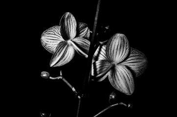 Black and white orchids