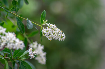 Ligustrum vulgare wild european privet white flowering plant, group of scented flowers in bloom on shrub branches