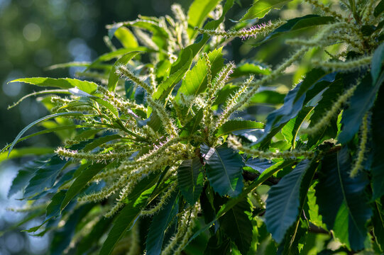 Castanea sativa white sweet chestnuts flowering tree, detail of branches full of flowers in bloom