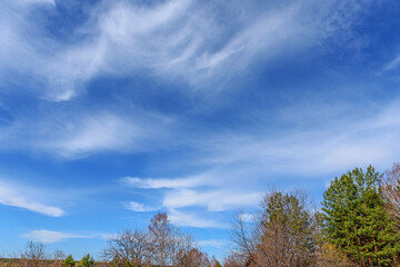 Blue spring sky with white cirrus clouds over the treetops