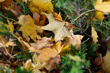 yellow autumn leaves