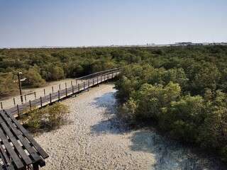 Obraz premium Wooden bridge in the mangrove forest of Al Jubail Park, Abu Dhabi, UAE.