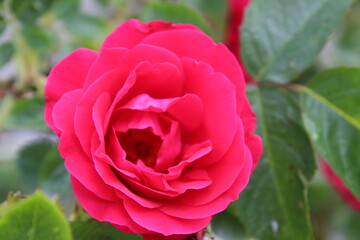 a bright rose on a green background. View from above collecting roses. Summer, flowering