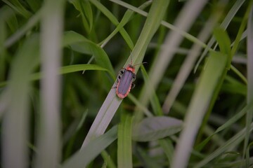 insect