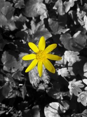 yellow flower on black