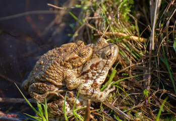 Two toads mate  in the water of the lake