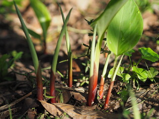 Boesenbergia rotunda Kaempferia cochinchinensis Gagnep. Kaempferia ovata Roscoe, Kaempferia pandurata Roxb tree booming in garden, vegetable food herb Thai
